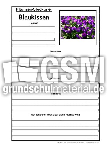Pflanzensteckbrief-Blaukissen.pdf